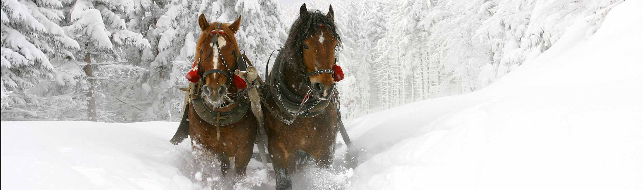 Take Time For a Sleigh Ride