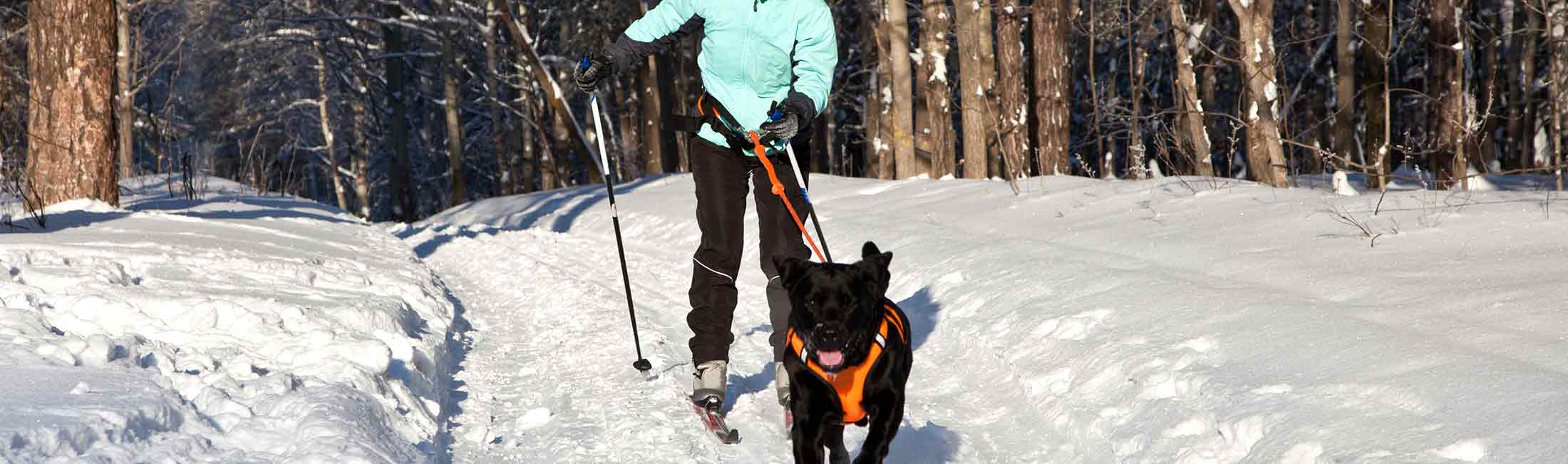 Try Out Skijoring