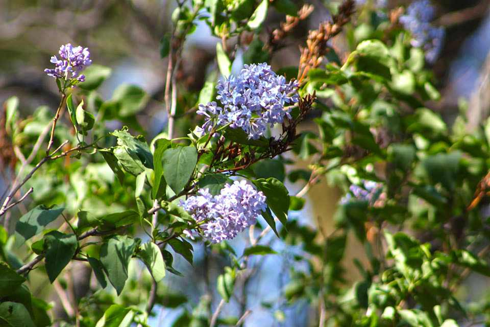 Lilacs in Missoula