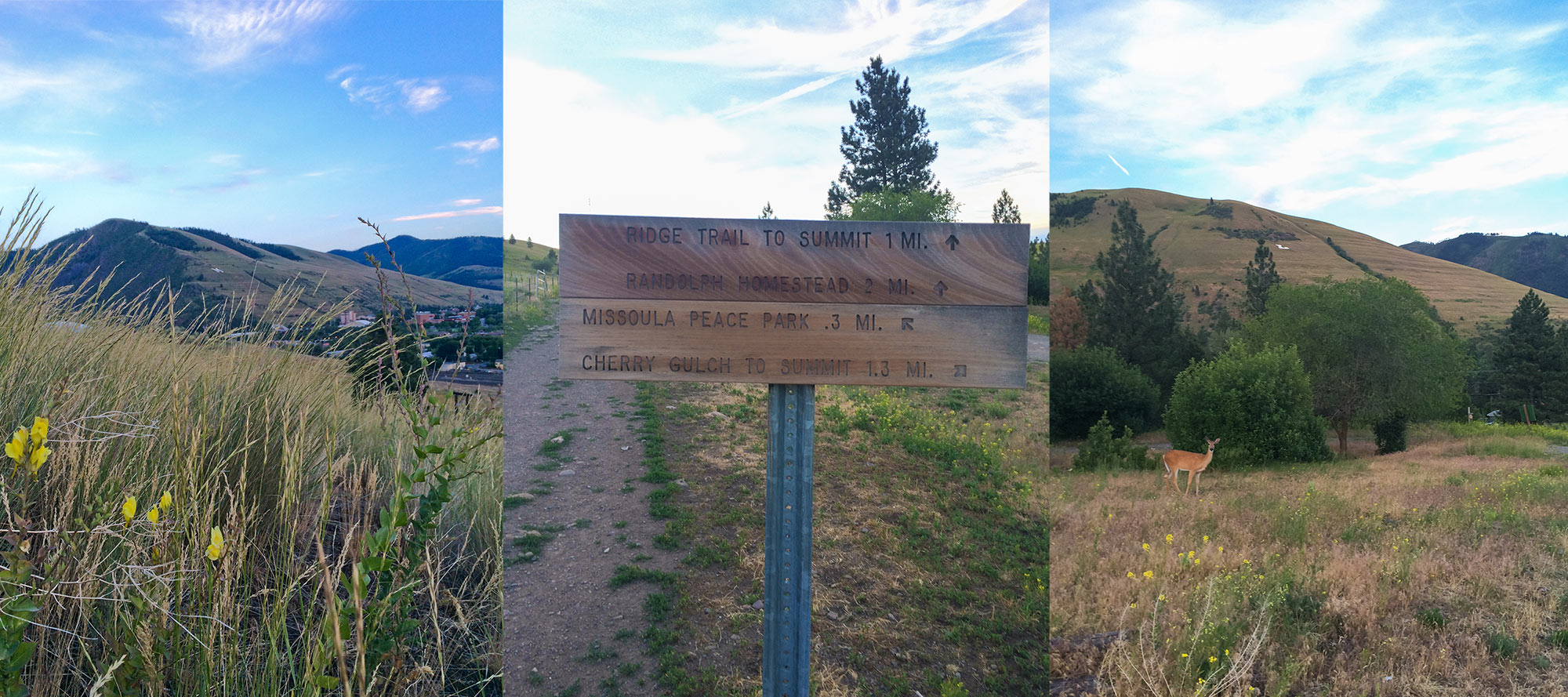 Wildlife and Views from Waterworks Hill in Missoula