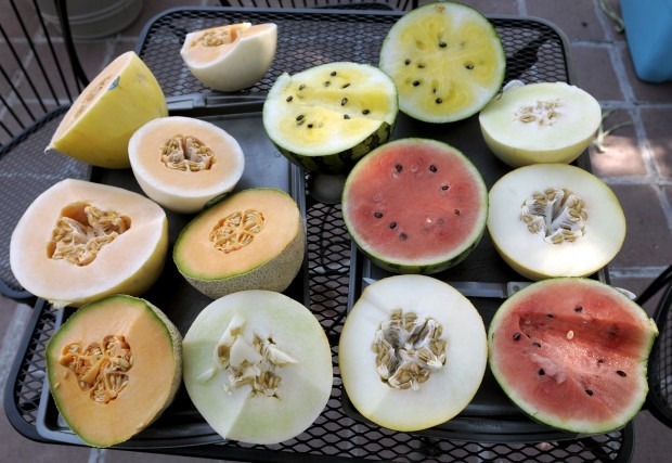 Find Dixon Melons at a Missoula Farmers Market