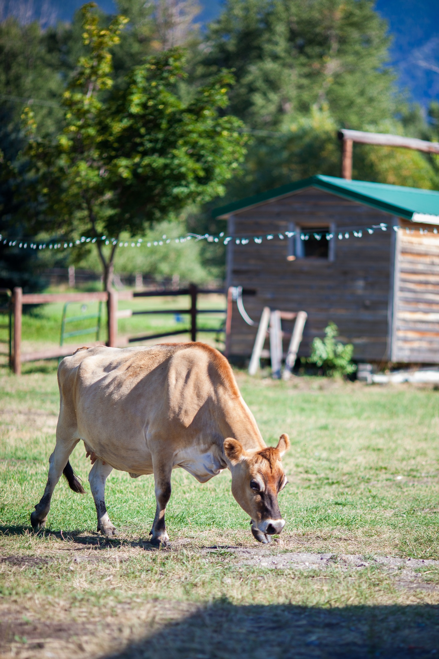 A cow at Z5 Ranch