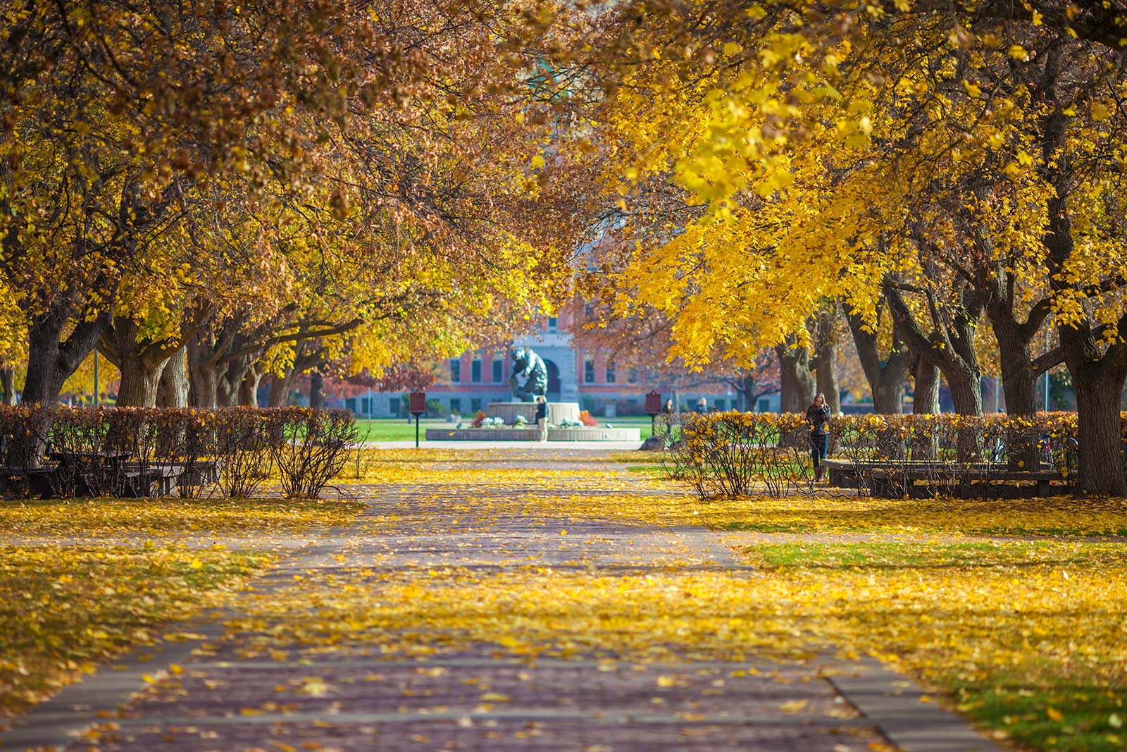 Fall leaves fall on the University of Montana campus in Missoula, Montana