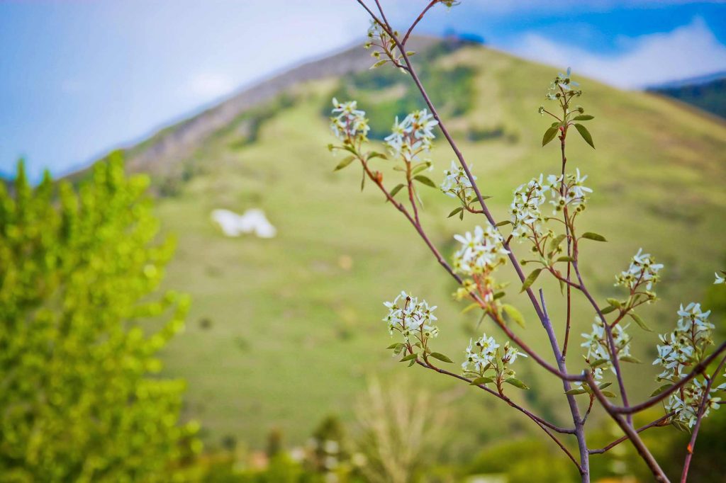 Spring in Missoula