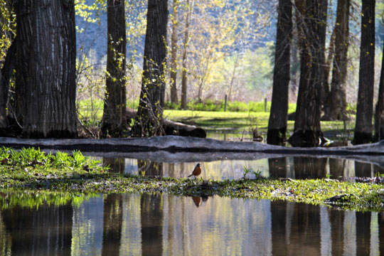 Dunrovin Ranch’s Bitterroot Bayou