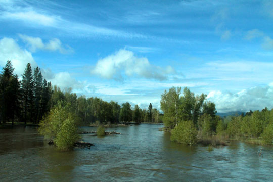 The Bitterroot River at Flood Stage