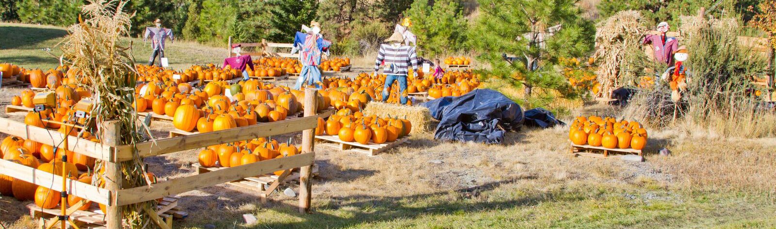 Fall Fun: Pumpkins & Mazes & Ghosts, Oh My!