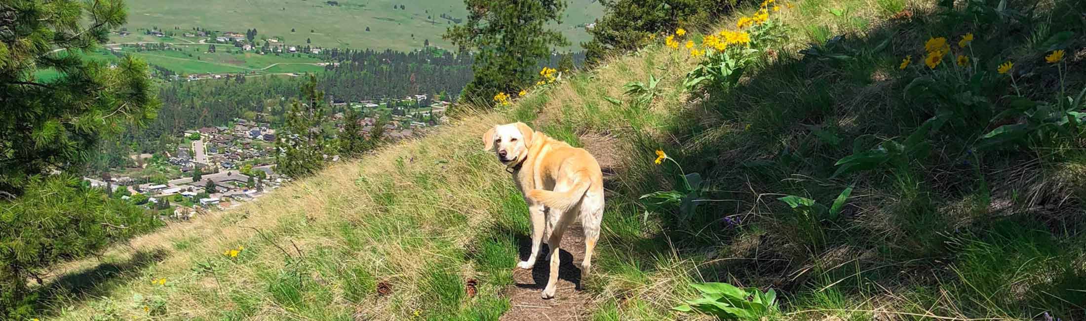 These Dogs of Missoula Are Guaranteed to Make You Smile