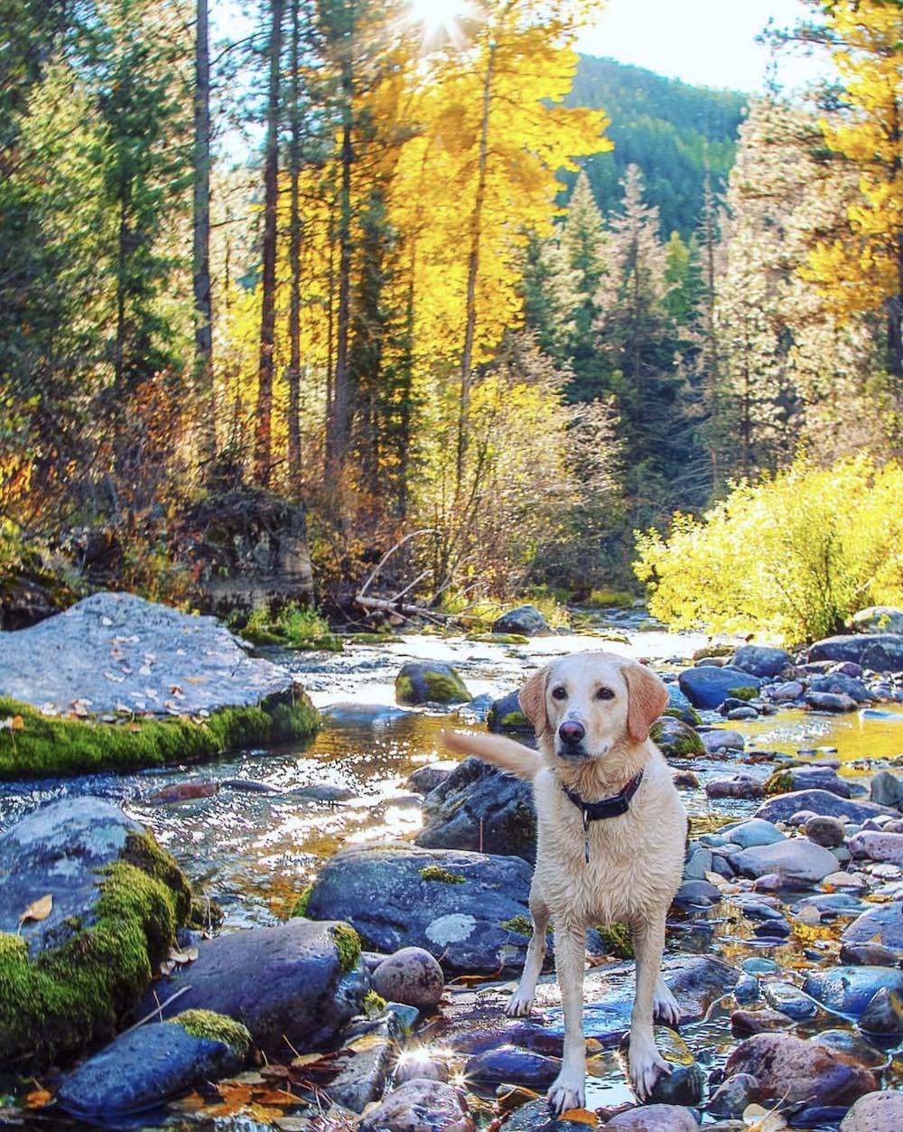 A dog playing on the river on a fall Missoula day.