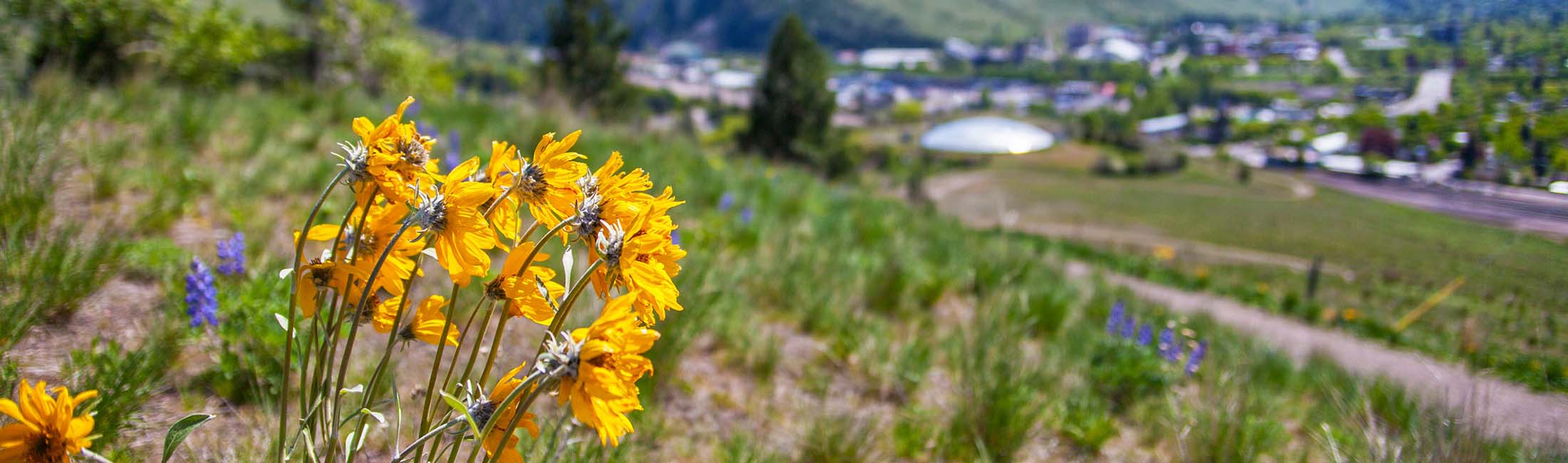 5 Popular Wildflowers in Missoula and Where to Find Them